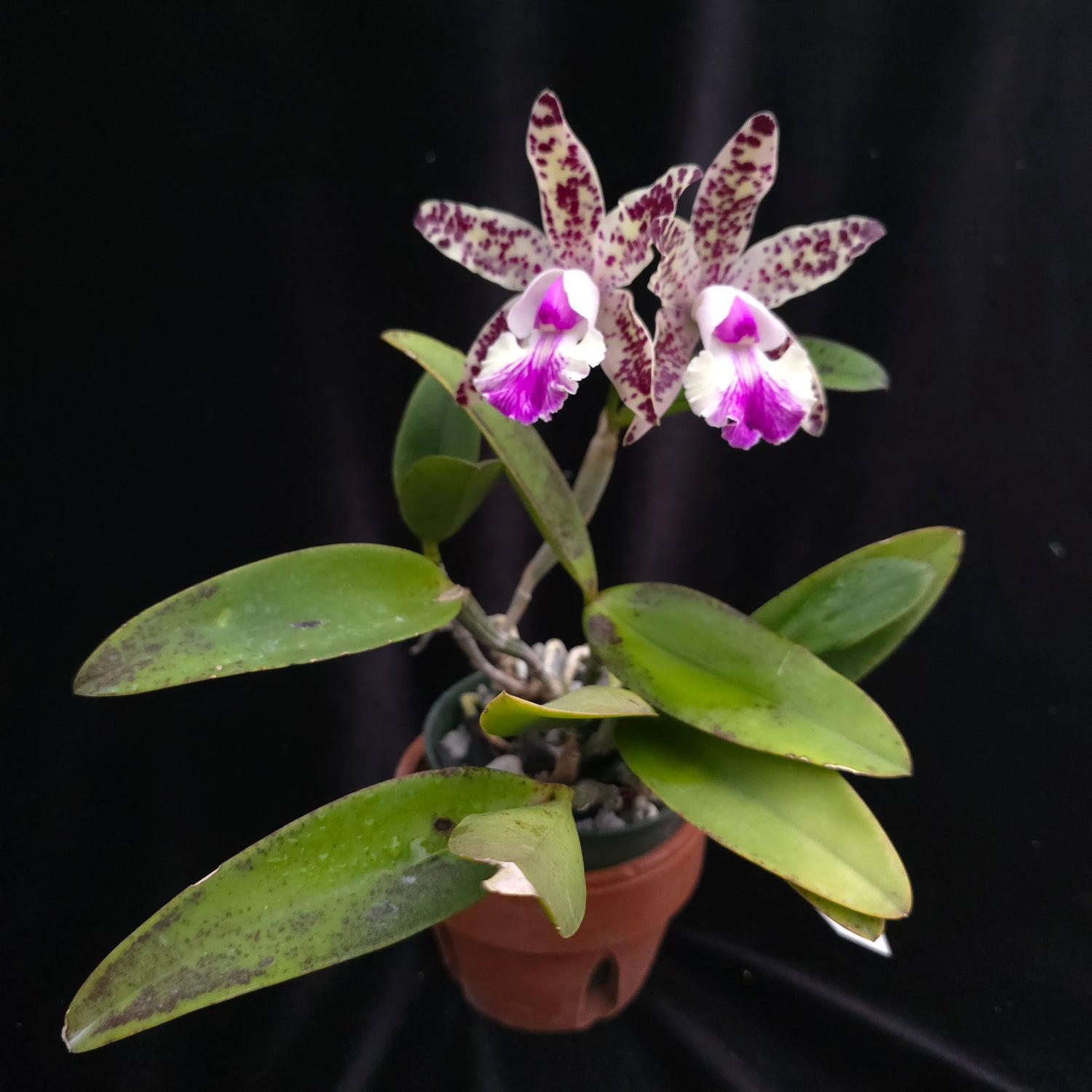 Cattleya Little Quail Bright Island PlantMadness