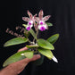 Cattleya Little Quail Bright Island PlantMadness