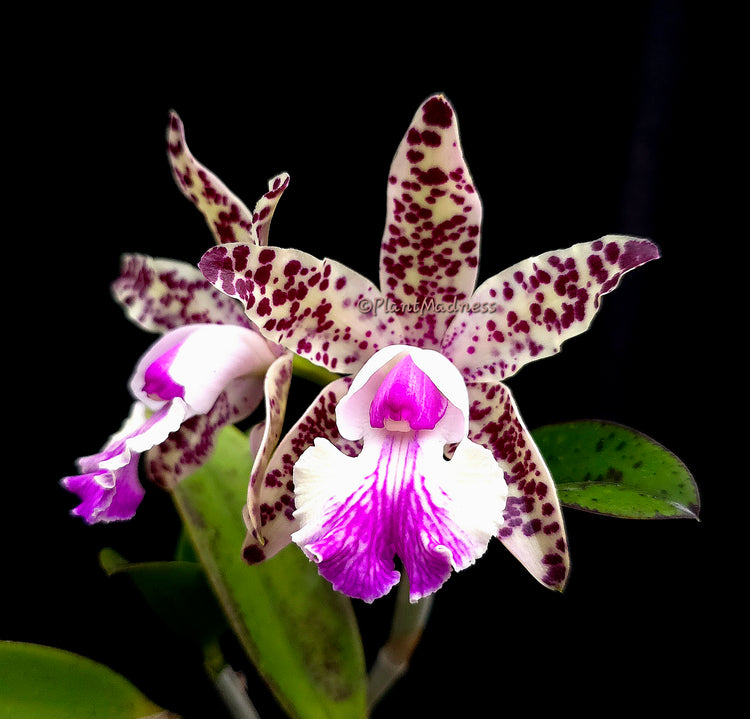 Cattleya Little Quail Bright Island PlantMadness