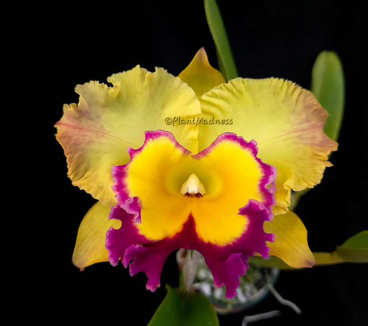 Rhyncholaeliocattleya Saeng U-Sa &