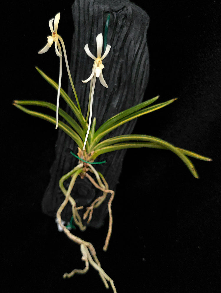 Vanda Falcalta Variegated PlantMadness