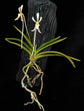 Vanda Falcalta Variegated PlantMadness