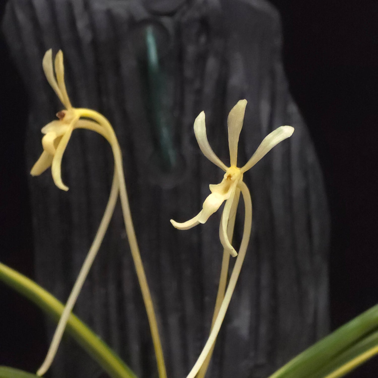 Vanda Falcalta Variegated PlantMadness