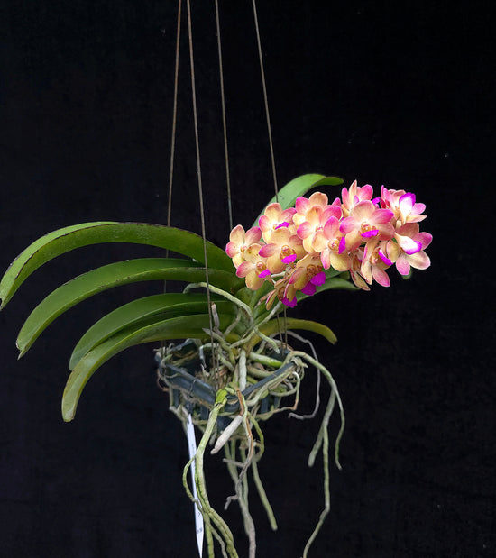 Vanda Wuttipanara Manoonya