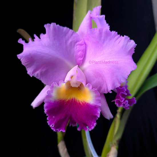 Cattleya Horace &