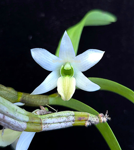 Dendrobium scabrilingue