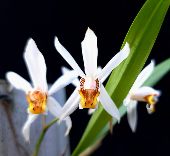 Coelogyne viscosa