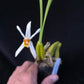 Coelogyne viscosa