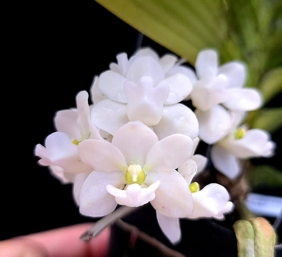 (Rhy. gigantea "White"