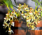 Coelogyne annamensis