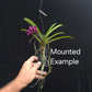 Vandachostylis (Neostylis) Pinky