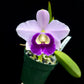 C. Mini Purple var. coerulea