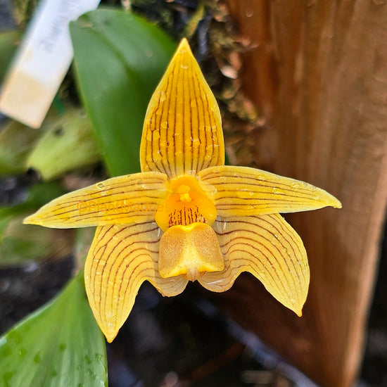 Bulbophyllum siamense