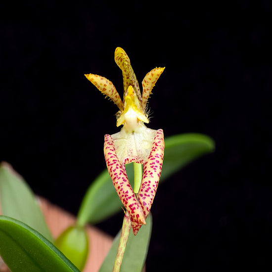 Bulbophyllum lasiochilum "yellow"