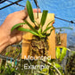 Bulbophyllum facetum