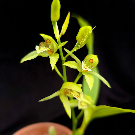 Coelogyne chloroptera