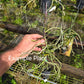 Vanda christensoniana