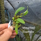 Bulbophyllum pardalotum