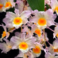 Dendrobium farmeri