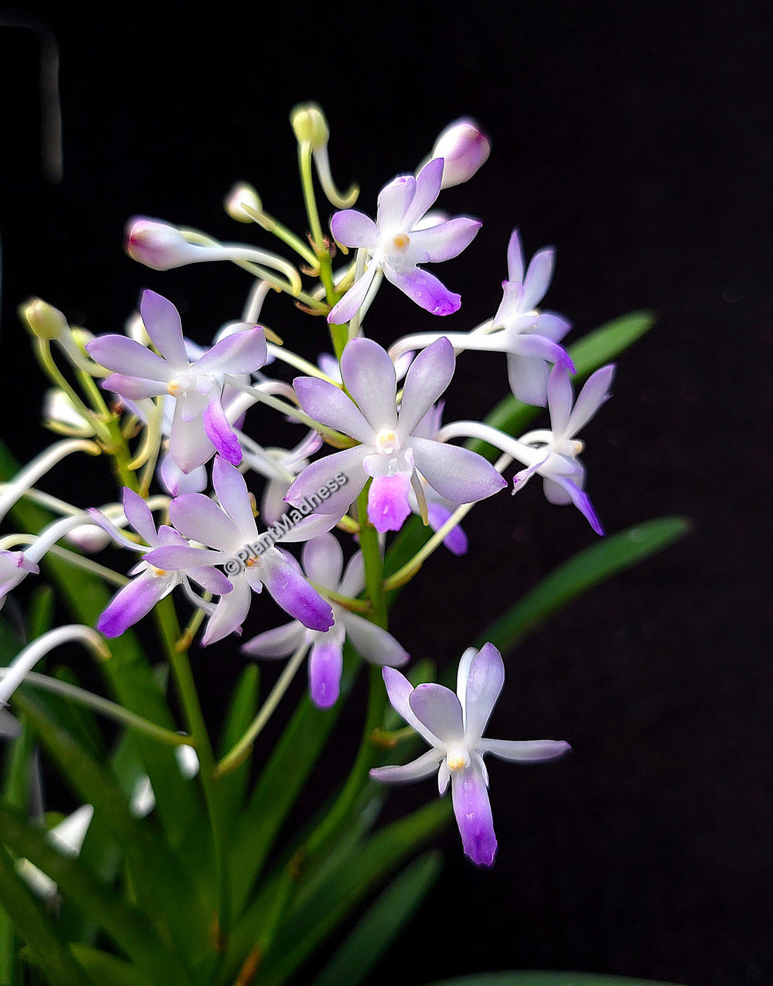 Vandachostylis Lou Sneary PlantMadness