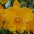 Rlc. Songher Gold (Copy) PlantMadness