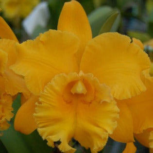 Rlc. Songher Gold (Copy) PlantMadness