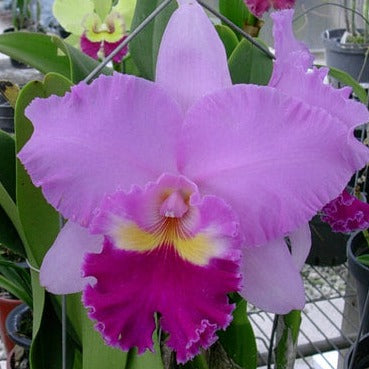 Rlc. Pamela Finney "Calf" PlantMadness