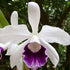 Laelia purpurata PlantMadness