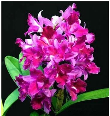 Ctt. Tristar Bouquet "Purple" PlantMadness