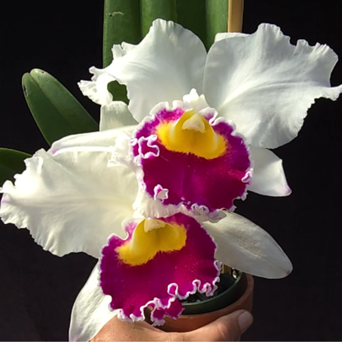 Cattleya Taida Swan – PlantMadness