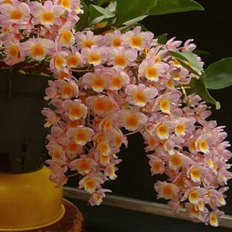 (Copy) Dendrobium farmeri PlantMadness