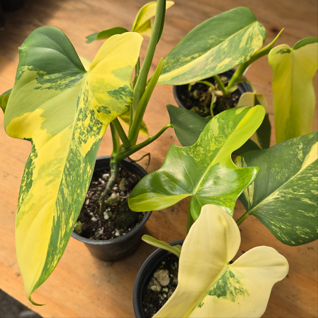 Philodendron Bipennifolium Variegated PlantMadness