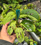 Monstera Variegated Adansonii PlantMadness