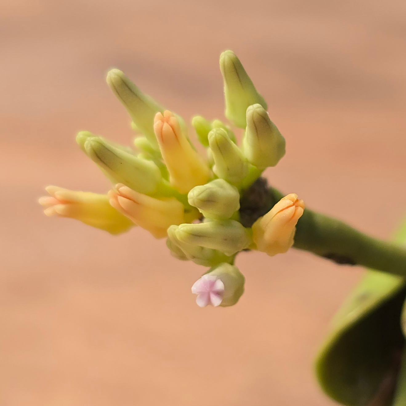 Dischidia sp. (Gamiguin Island) PlantMadness