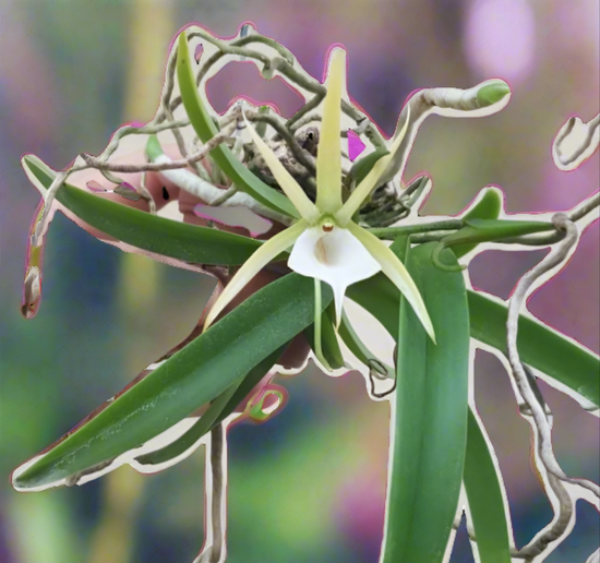 Angraecum praestans