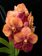 Vanda Peach Margarita (Swn-484) PlantMadness