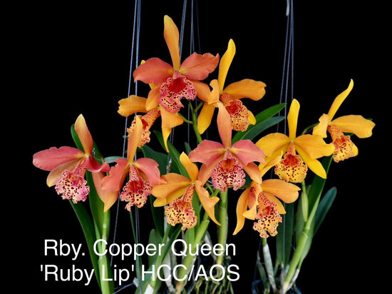Rby. Copper Queen &