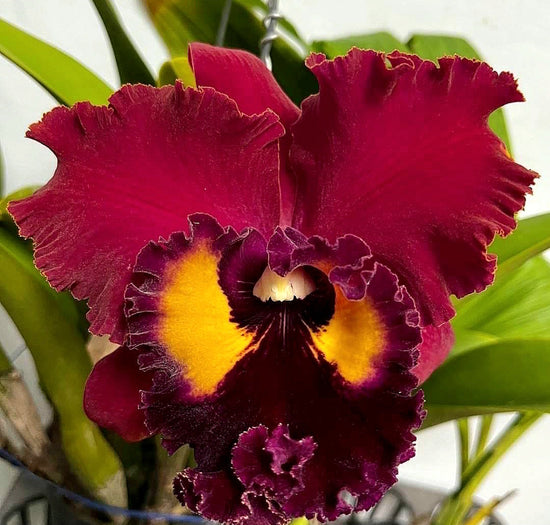 Rlc. Shinfong Emperor PlantMadness