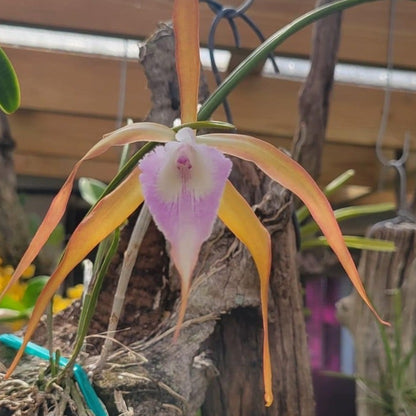 Brassavola cucullata x   C. tenebrosa PlantMadness