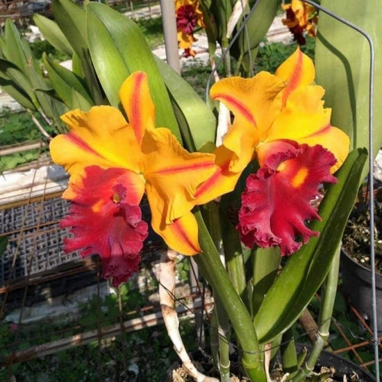 Rlc. Shining Castle ‘Lightening’ PlantMadness