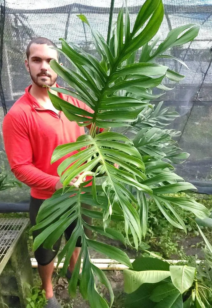 Monstera Pinnatipartita