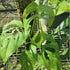 Monstera Obliqua sp. Tamarindo PlantMadness