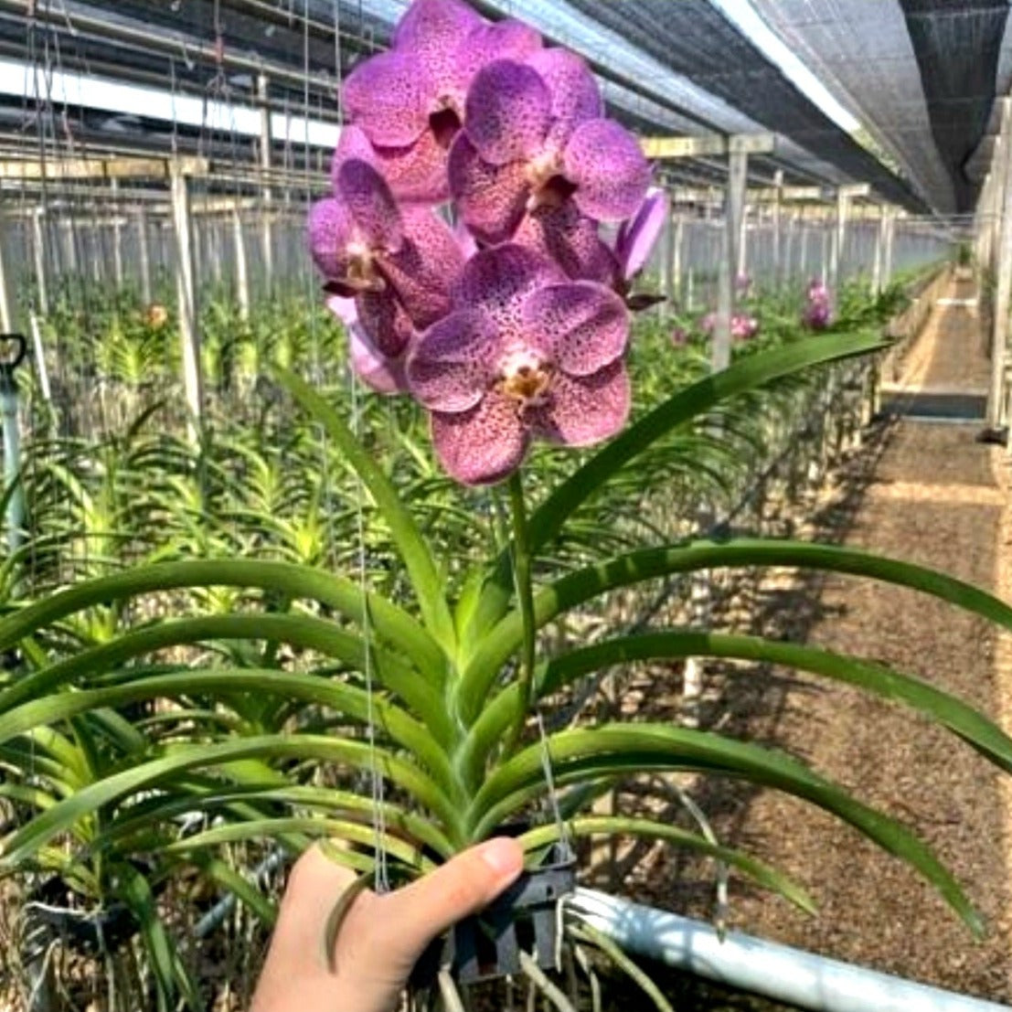 Vanda Kulwadee x Thaispot PlantMadness