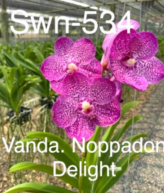 Vanda Noppadon Deligiht PlantMadness