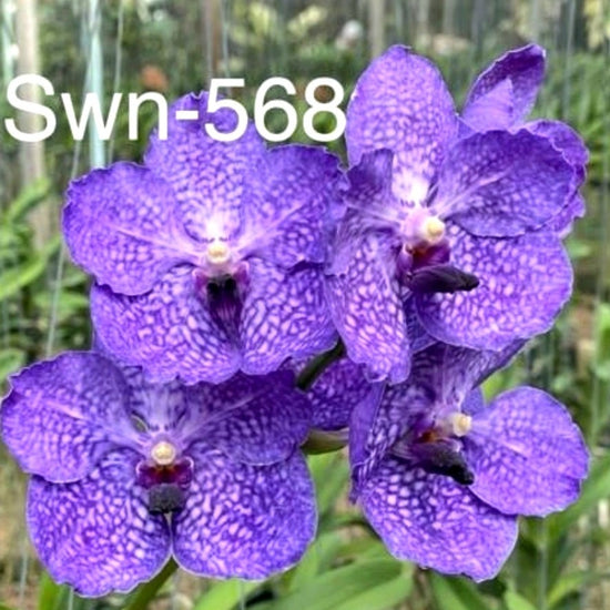Vanda Wichai X Santi Blue (swn568) PlantMadness