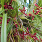 Maxillaria tenuifolia &