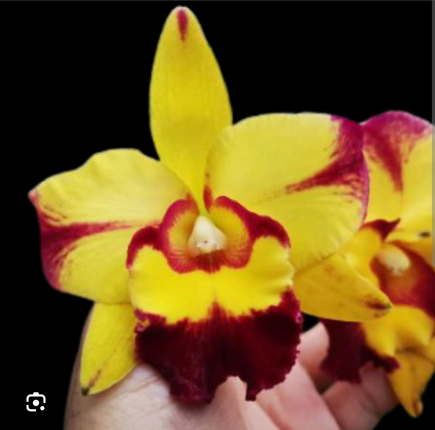 Rlc. Shang Ding Beauty PlantMadness