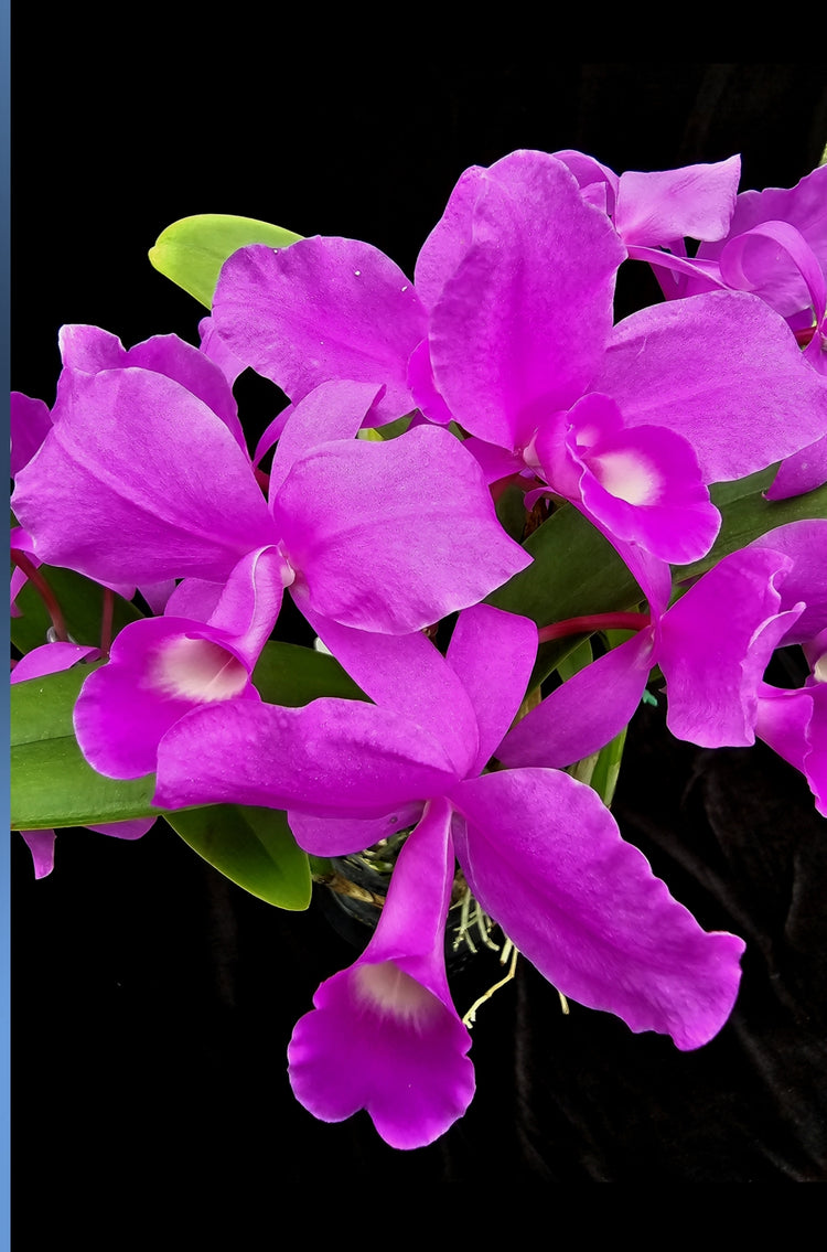 Cattleya skinneri "Heiti Jacobs " PlantMadness