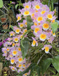 Dendrobium farmeri PlantMadness