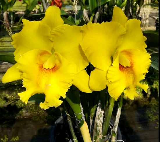 Rhyncholaeliocattleya Thongsuk Delight 